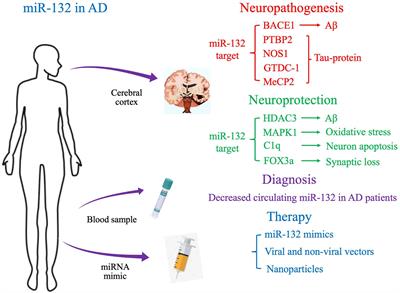 Alzheimer’s Disease and microRNA-132: A Widespread Pathological Factor and Potential Therapeutic Target